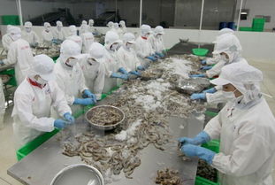 美國繼續對越南蝦類征收反傾銷稅
