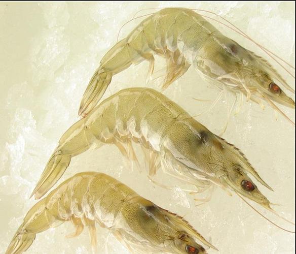 廠家批發(fā)肉感飽滿個(gè)頭大南美凍蝦海產(chǎn)品對(duì)蝦冷凍粗加工水產(chǎn)品