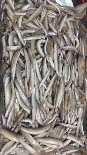 玉筋魚 新鮮均勻 凍廠直批 現貨和接受預定_福建東山島__冷凍水產品