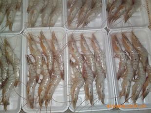 日照鮮活水產品|日照鮮活水產品價格|日照鮮活水產品公司