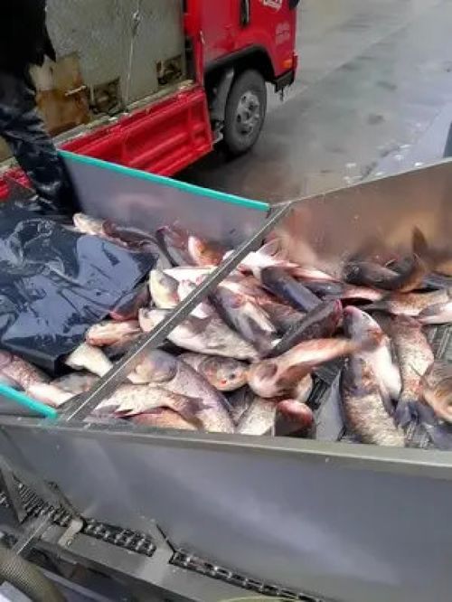 源頭工廠 車間實拍 魚頭 水產制品