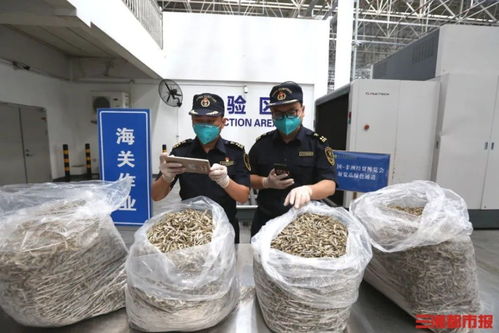 中非 湘 約丨首次出口中國的肯尼亞小魚干運抵長沙,將亮相中非經貿博覽會