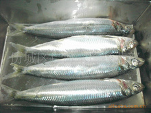 沙丁魚片_沙丁魚片批發_沙丁魚片供應_阿里巴巴