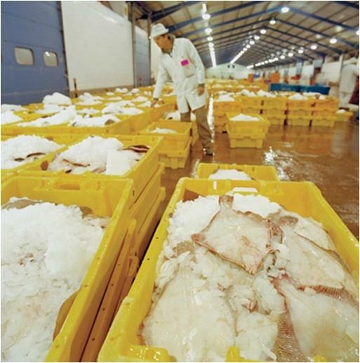 商業片冰機 - LR-1T - 利爾 (中國 廣東省 生產商) - 粗加工水產品 - 加工食品 產品 「自助貿易」