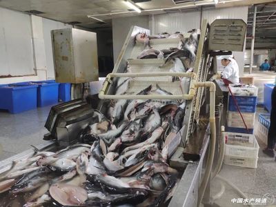 中國南方水產品加工廠“命懸一線”時,巴沙魚帶來了新的生機