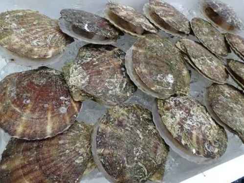 福島核污染水排海10個月 累計排放4.6萬噸,對華水產品出口銳減近6成