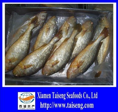 冷凍全體ラウンド廈門taiseng黃色ニベ科の魚-魚-制品ID:462664181-japanese.alibaba.com