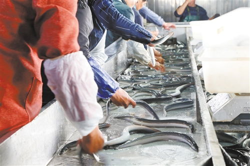 我市大力打造公共區域品牌 江門水鮮 讓水產預制產業 游 向更大市場