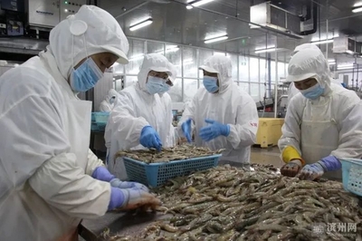 濱州對蝦進入捕獲季