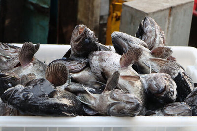 海魚