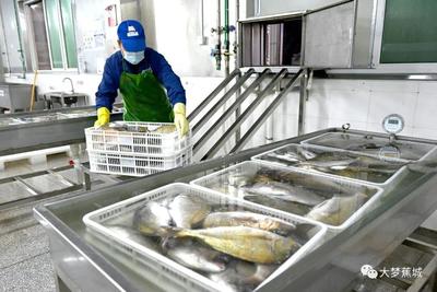 奮力實現“開門紅” | 蕉城水產業:滿產趕訂單,出海拓市場