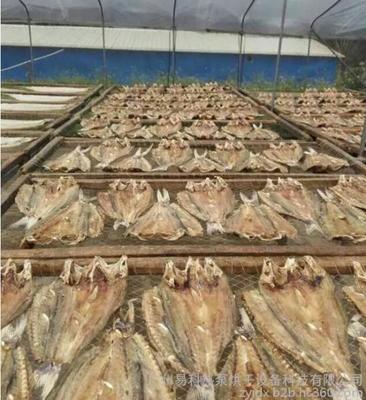 水產品-干制水產品-水產干制品-蝦米