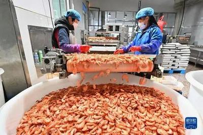 河北曹妃甸:"鹽田蝦"收獲加工忙