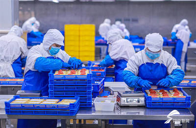 山東榮成:水產品出口加工忙