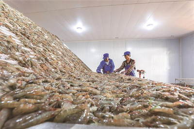 灤南:南美白對蝦加工忙