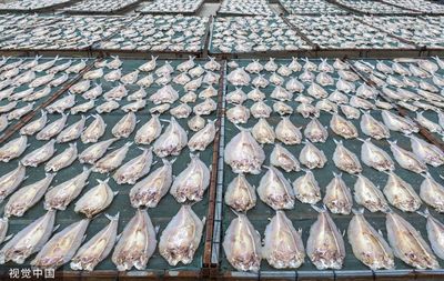 江蘇宿遷:養殖戶晾曬魚干“隊列”整齊 特色水產品加工強村富民