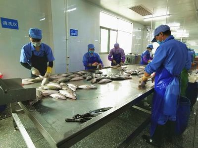 魚兒躍出水面:買家來了!白蕉水產行業陸續復工復產