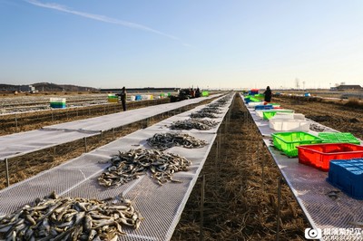 史詩級曬魚!120畝稻田30萬斤雷魚仿佛雷聲滾滾