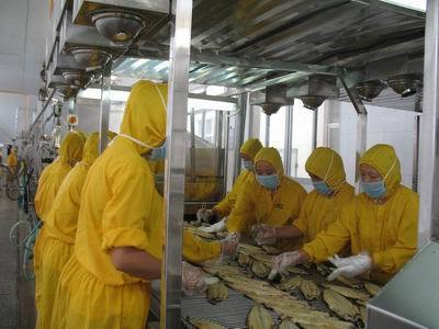 莫恭明: 做大做強防城港市水產品加工行業-加工貿易- 中國水產門戶網 - 最具影響力的水產網站