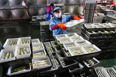 浙江的漁船歸港漁獲產銷旺,來看岱山和象山漁船熱鬧的卸貨場景