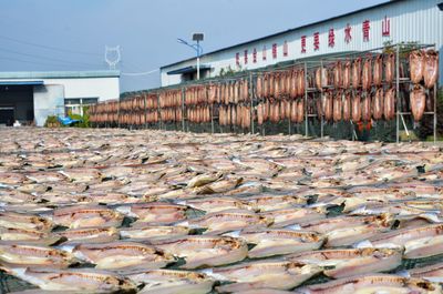 大冶:做足漁業文章 盤活水產經濟