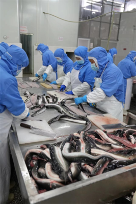 亮相央視10分鐘,《信用中國》鏡頭聚焦四川鰻魚企業
