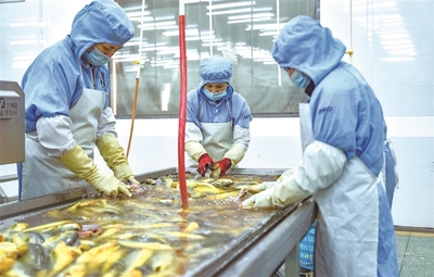 蕉城:水產企業生產忙