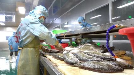 養(yǎng)魚的奧迪村又火!一條魚造就中國千強鎮(zhèn)!白蕉海鱸成網(wǎng)紅魚,三年內(nèi)將超百億產(chǎn)值!