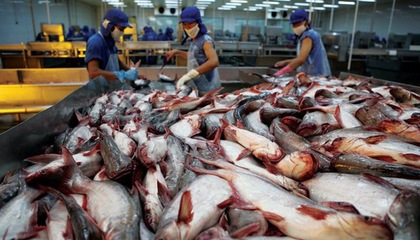 自由貿(mào)易協(xié)定推動越南查魚的出口