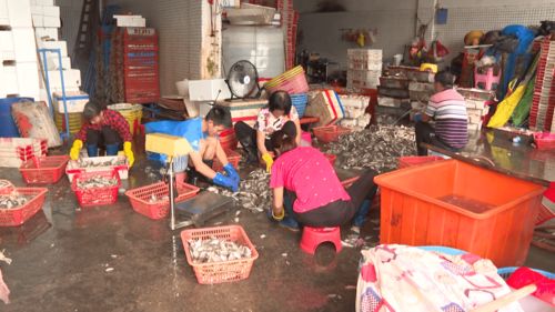 開漁后閘坡水產品加工又開始興旺起來