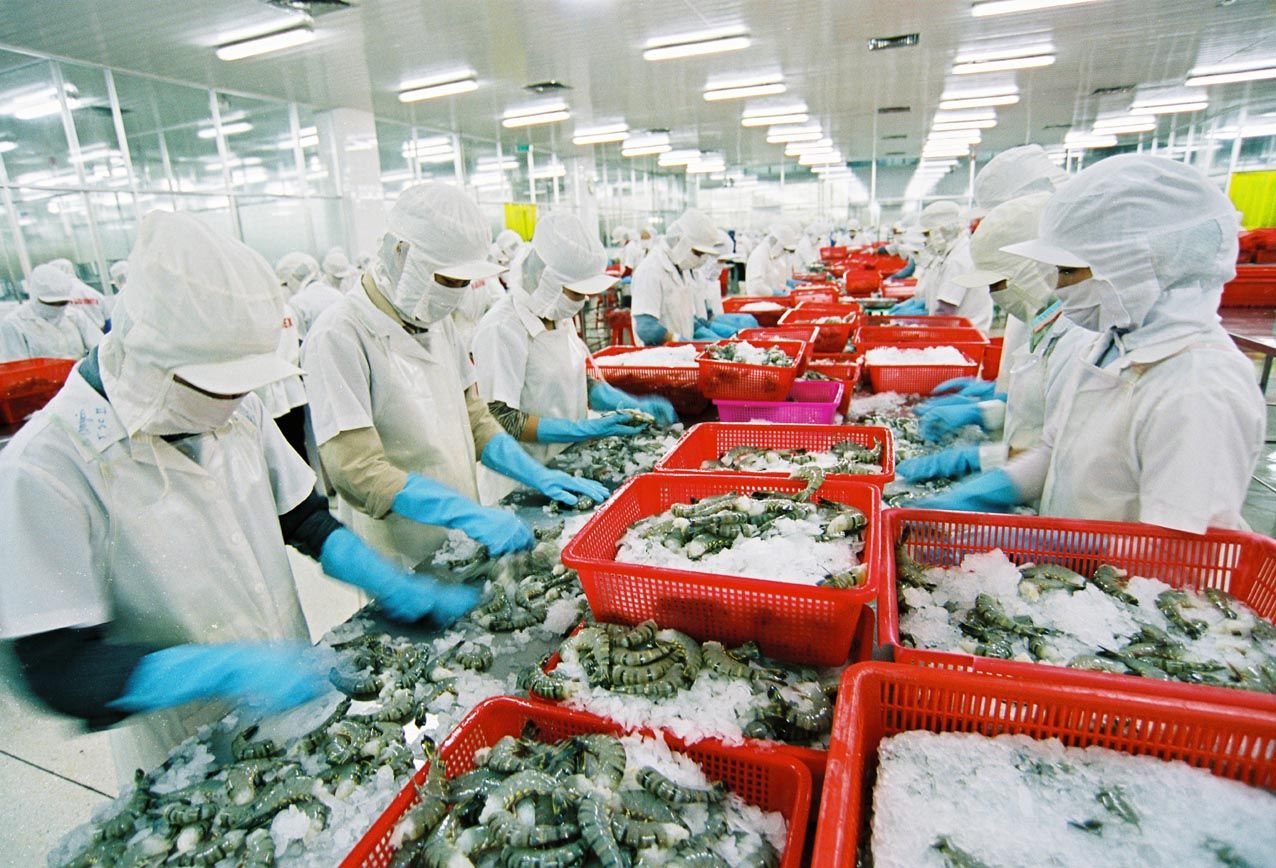 本報消息〕越南水產品加工出口協會(vasep)稱,今年水.