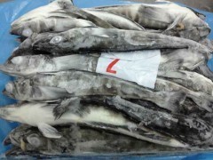 南極冰魚_加工水產品_簡加工類_供應_食品伙伴網