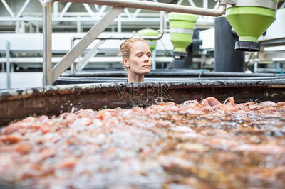 在水產養殖中檢查魚類的女工照片攝影