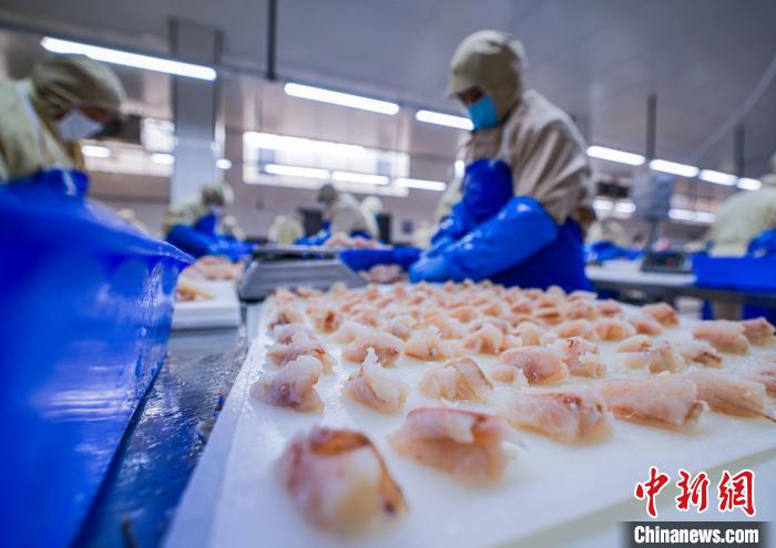 山東榮成:水產品出口加工忙