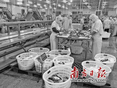 肇慶搶占預制菜產業新風口