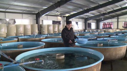 新疆鞏留:魚躍池水起 “鱘”出新生活
