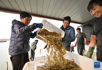 河北曹妃甸:“鹽田蝦”收獲加工忙