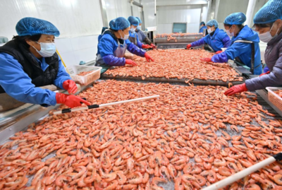 河北曹妃甸:“鹽田蝦”收獲加工忙