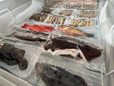 大年餐桌·“鮮”有海南|越來越多“生猛海鮮”,從海南加速“游”上全國餐桌