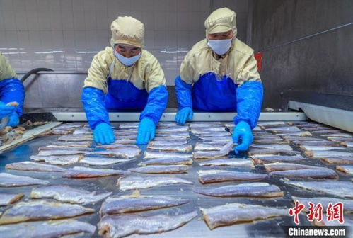 山東榮成 水產(chǎn)品出口加工忙