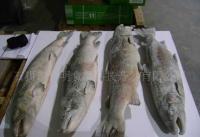 長(zhǎng)期0智利三文魚,鱒魚,COHO,去頭,有頭等[供應(yīng)]_粗加工水產(chǎn)品_世界工廠網(wǎng)中國(guó)產(chǎn)品信息庫(kù)