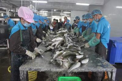 珠海海鱸魚企業(yè),推進(jìn)白蕉海鱸價(jià)格的新方向
