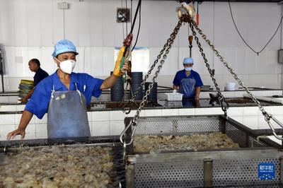 濱州沾化:海蜇加工忙