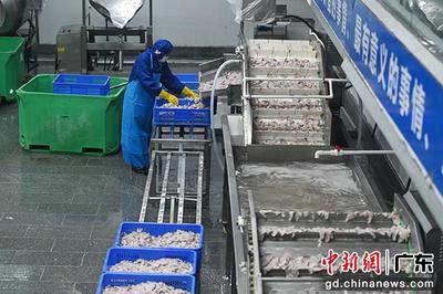 金融力量助推廣東湛江“中國(guó)水產(chǎn)預(yù)制菜之都”加速跑