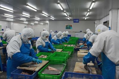 中國繼續(xù)"限制"俄羅斯狹鱈魚進口,或利好國產羅非魚?